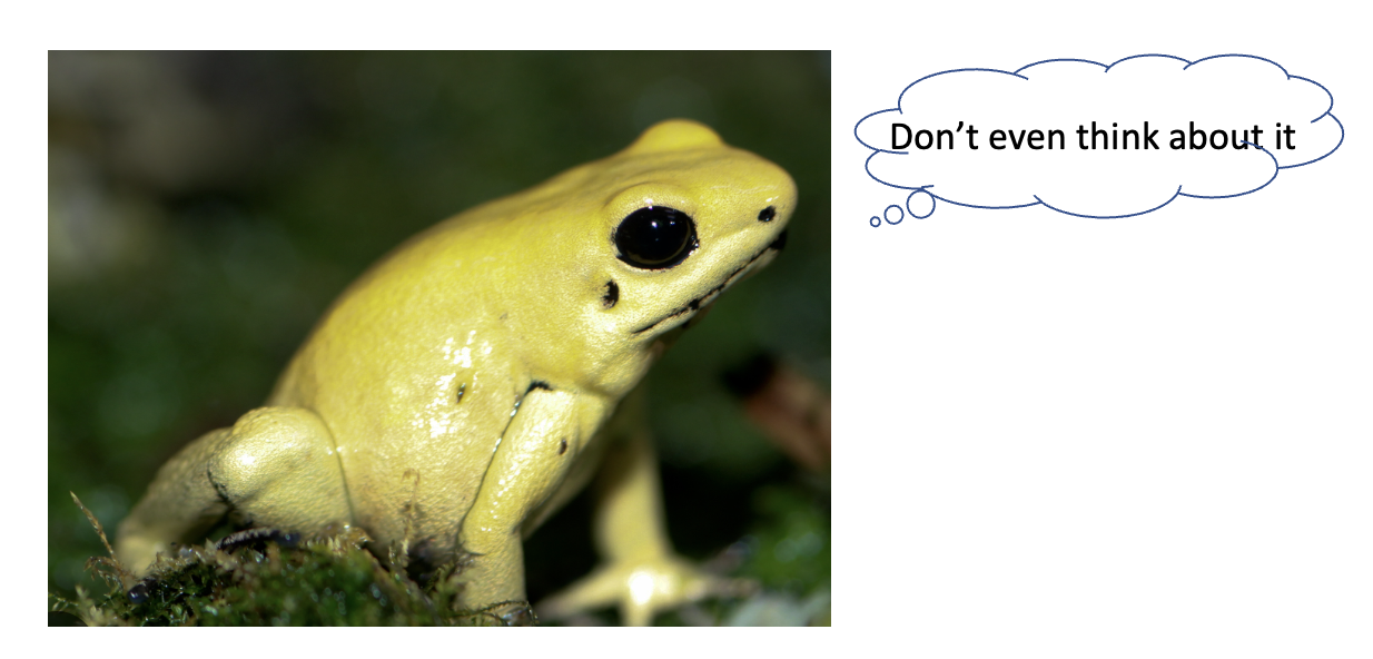 No, You Should Not Lick Frogs A Hallucinogenic Chemistry Lesson